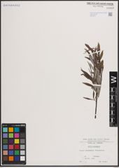 Foto von Salix eleagnos Scop.